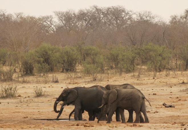 elefantes-en-Zimbabue