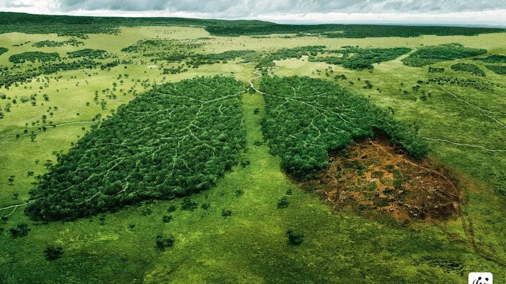 campaña contra la deforestacion