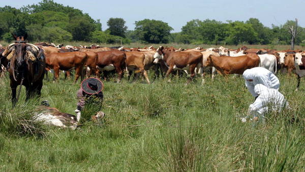 campo-faenados