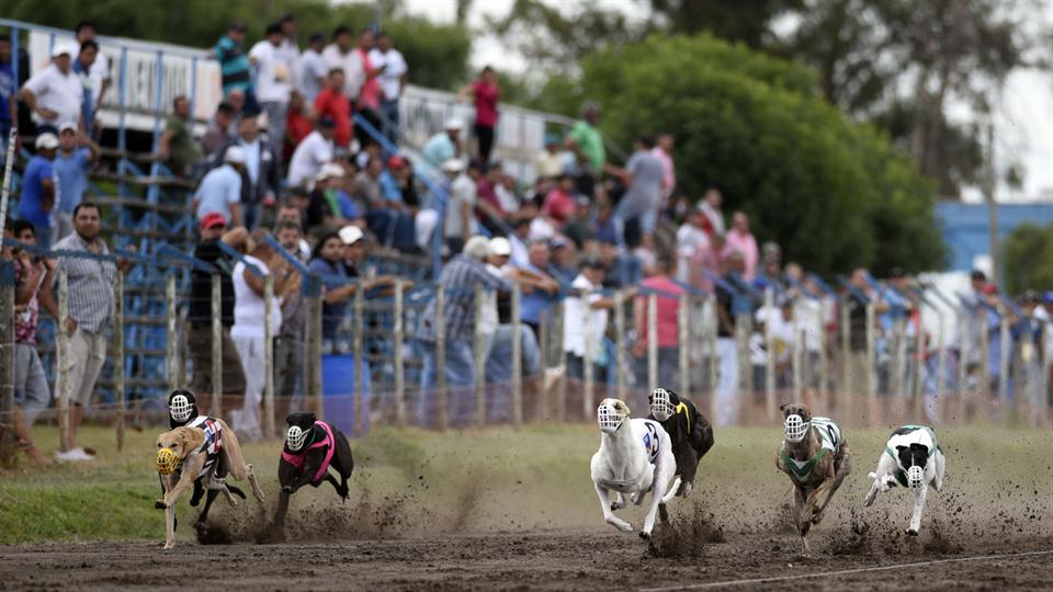 carreras-de-galgos