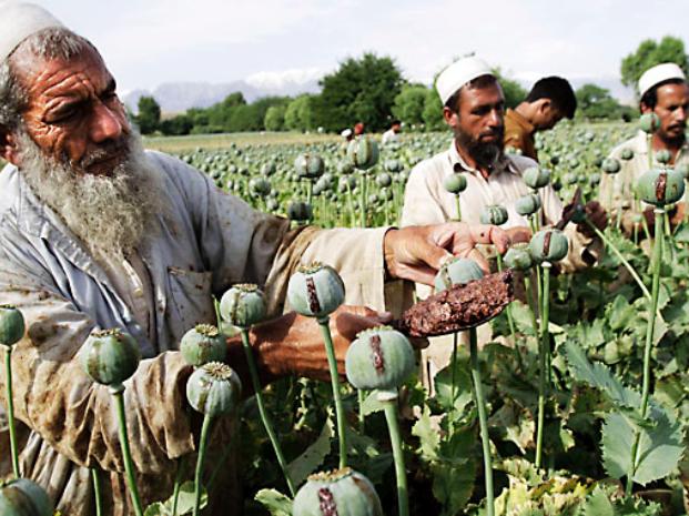 agricultores-ordeñando-amapolas