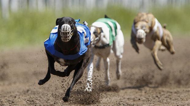 carreras-de-galgos