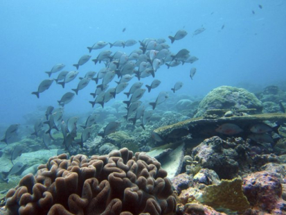 peces-fondo-del-mar