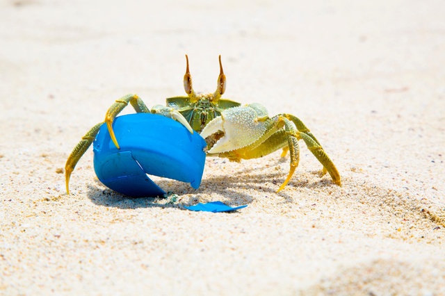 raceforwater-petercharaf-crab-and-plastic-treasure-gombrani-island-rodrigues