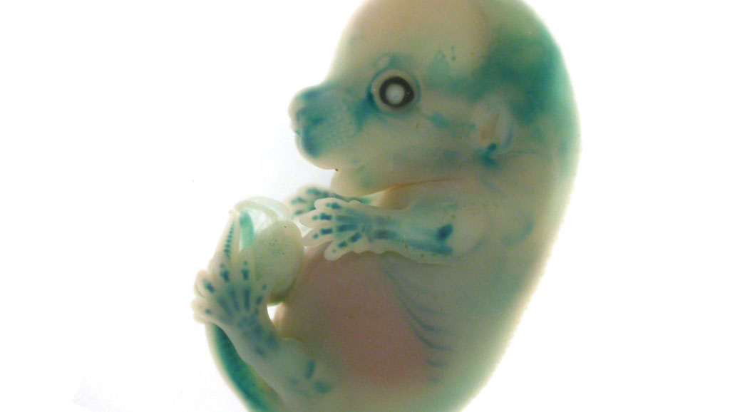 Desarrollarán embriones mitad humanos, mitad animales 