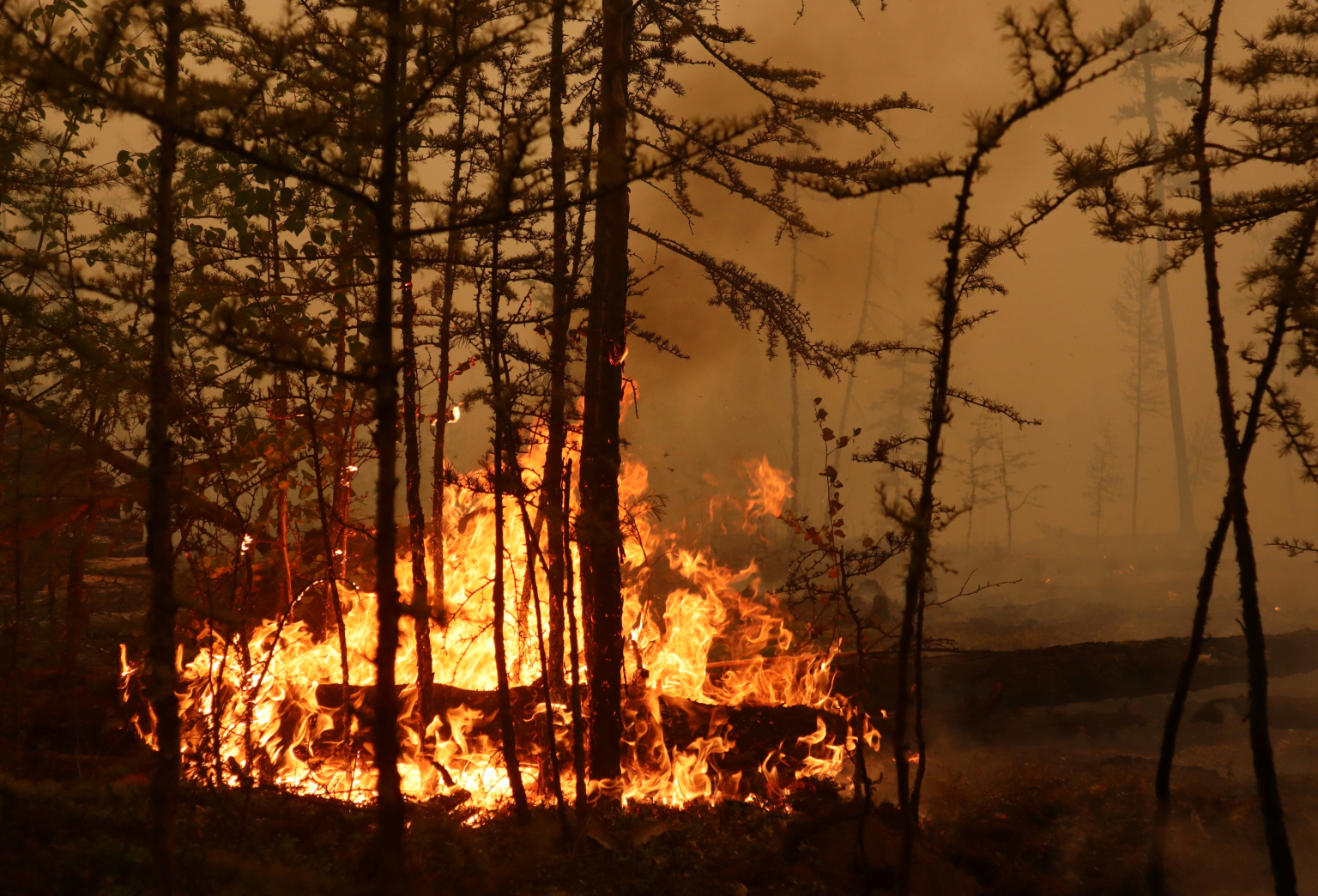 Los Incendios Forestales En Rusia Ya Han Arrasado 1 5 Millones De